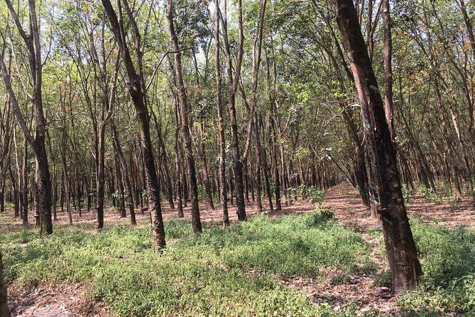 Ben Duoc - Authentic Cu Chi Tunnels Private Tour - Entering the tunnels yourself
