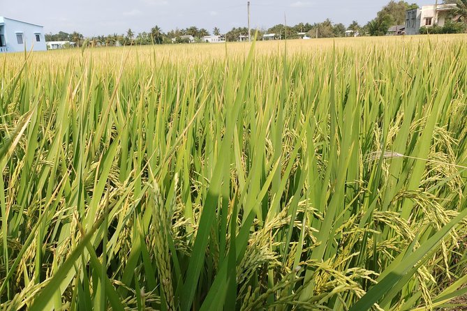 Best Private Tour Cu Chi Tunnels and Mekong Delta Full Day - The small canal in Ben Tre Province