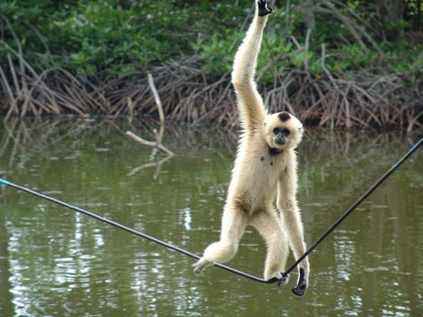 Cần Giờ Eco-Tour with Monkeys, Crocs & War History - Why Can Gio makes a worthwhile day trip