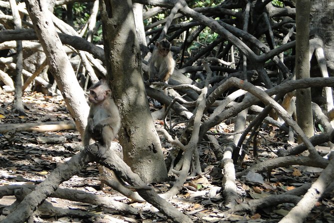 Can Gio Mangrove Eco And Wildlife Discovery Tour - A local lunch and a useful midday pause