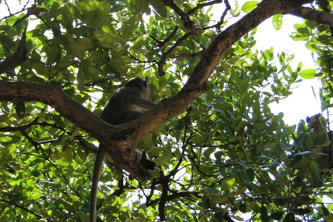 Can Gio Mangrove Eco And Wildlife Discovery Tour - Monkey Island, Can Gio Museum, and Forest Park