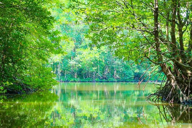 Can Gio Mangrove Forest 1 day tour - Key points to know before you book