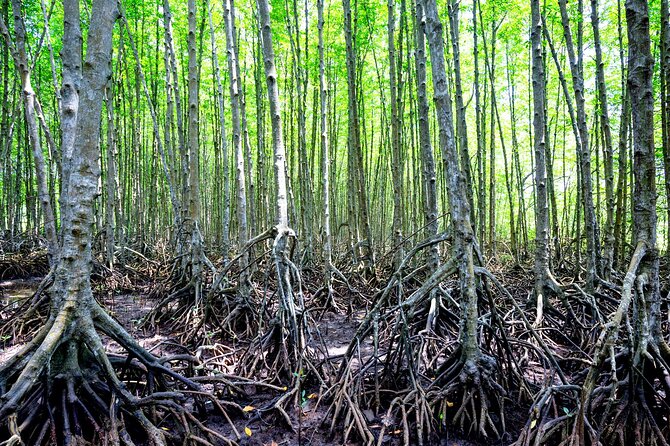 Can Gio Mangrove Forest 1 day tour - The guide can make or break the day