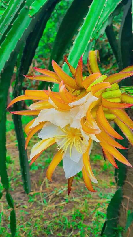 Can Tho: Authentic Mekong Delta – Real Local Life Tour. - The Cai Rang question you should settle before booking