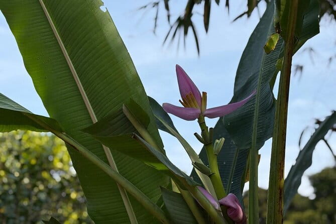 Can Tho Countryside Bike Tour with Fruit Garden Visit - The ride from the orchard to Gian Gua