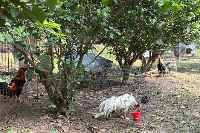 Can Tho Countryside Bike Tour with Fruit Garden Visit - Who should book, and who should think twice