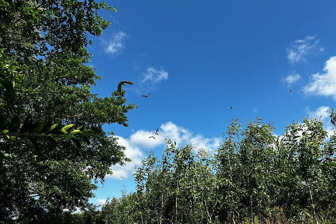 Can Tho: Explore Craft Village & Lung Ngoc Hoang Nature Reserve - The 25-meter view over forest and rice fields