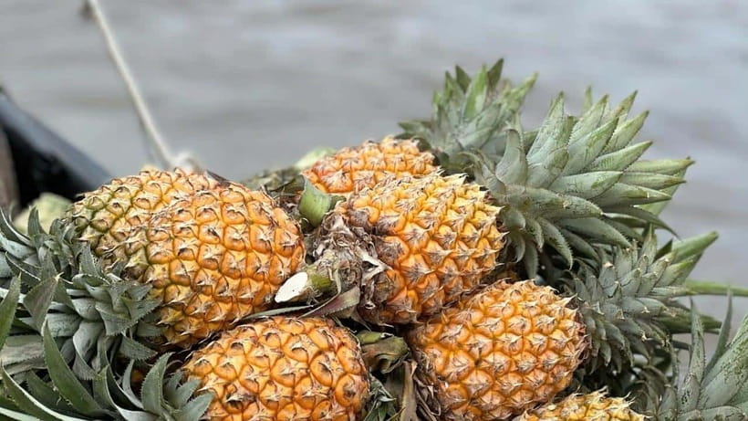Can Tho: Floating Market explore local life, Mekong farm - Cái Răng Floating Market before breakfast crowds fade