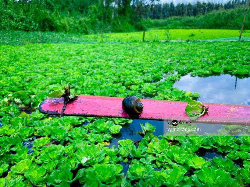 Can Tho: Lung Ngoc Hoang Forest Nature Reserve Half-Day Tour - Why Lung Ngoc Hoang is worth leaving Can Tho