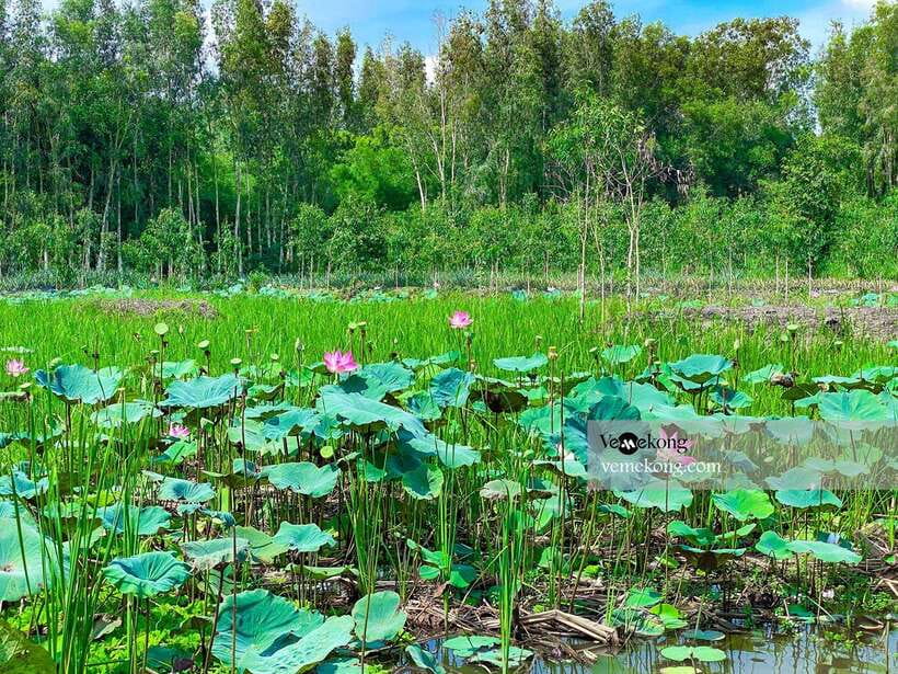 Can Tho: Lung Ngoc Hoang Forest Nature Reserve Half-Day Tour - The old giant ficus and its wartime story