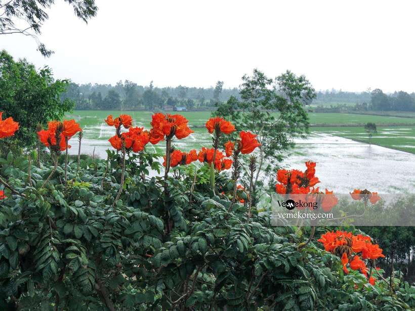 Can Tho: Lung Ngoc Hoang Nature Reserve & Forest Tour - How the guides shape the experience