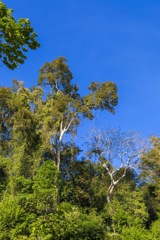 Cat Tien National Park with Crocodile Lake - Key points to know before you book