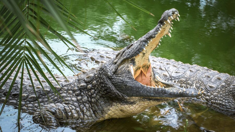 Cat Tien National Park with Crocodile Lake - Cancellation and booking flexibility