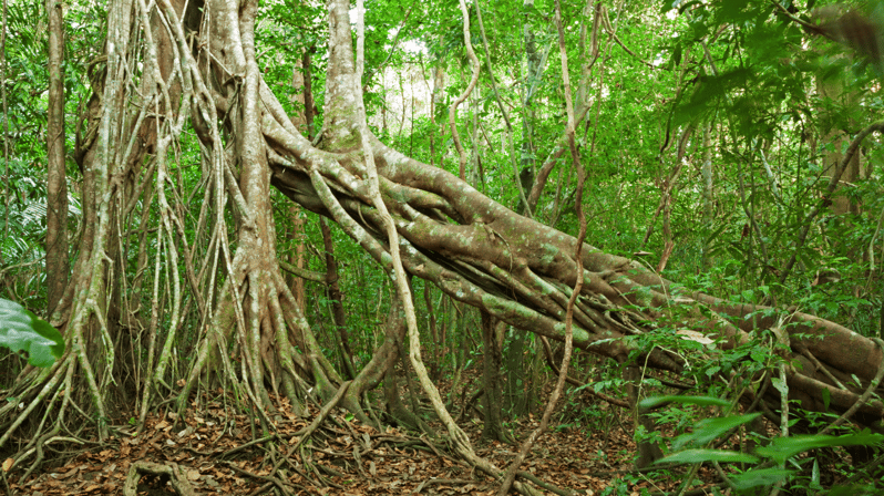 Cat Tien National Park with Crocodile Lake - The ecological trail and the 500-year-old Tung tree