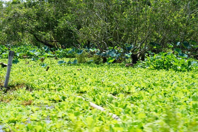 Culture and Wildlife Discovery Explore Chau Doc Tra Su Forest - The three-hour morning drive from Can Tho