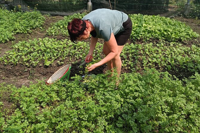 Exploring organic farm & Vietnamese Culinary with Master chef - The 7:30am pickup and ride outside Ho Chi Minh City
