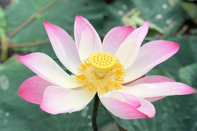From Can Tho: Romantic 1 - 2D1N - A 2 pm start in My Khanh