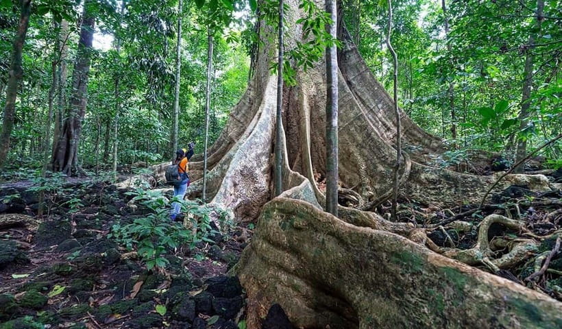 From HCM: Cat Tien Park Jungle Day Trip with Optional 2D1N - Key points at a glance