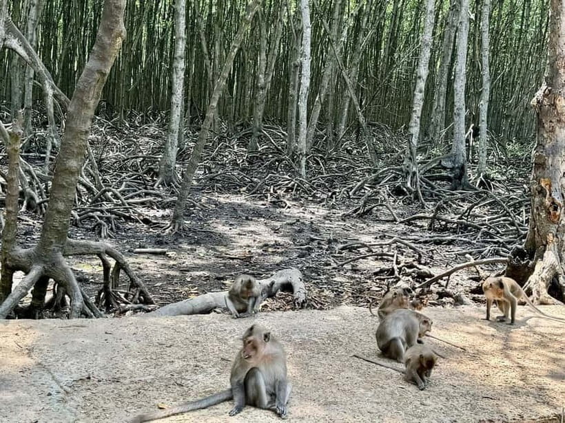 From Ho Chi Minh: Can Gio Monkey Island & Mangrove Tour - Can Gio Resort beach and what the schedule really offers