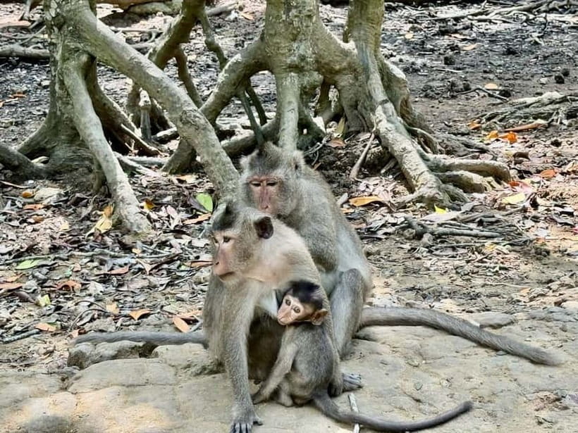 From Ho Chi Minh: Can Gio Monkey Island & Mangrove Tour - Is $39 good value?