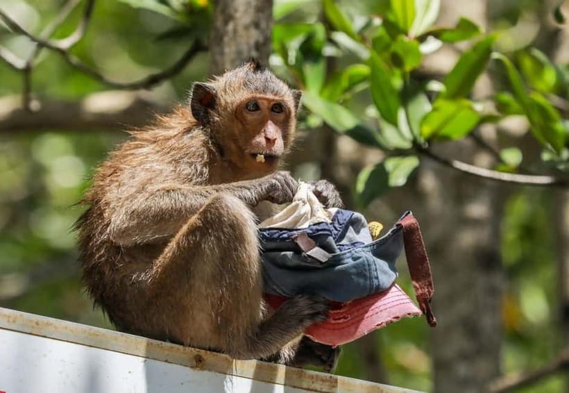 From Ho Chi Minh: Can Gio Monkey Island & Mangrove Tour - Meeting more than 1,000 monkeys at Monkey Island