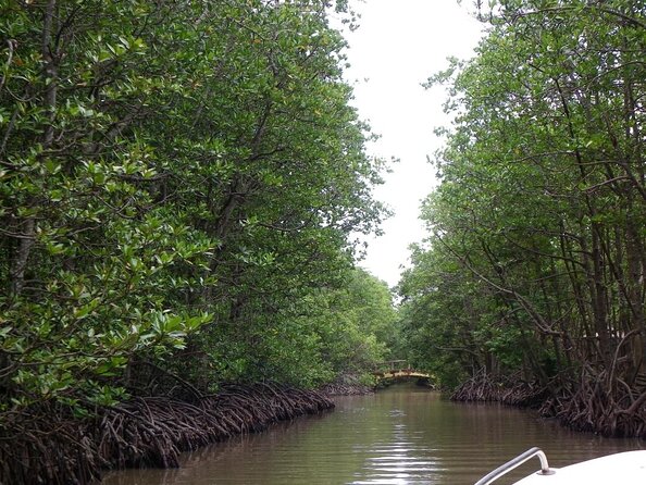 From Ho Chi Minh: Can Gio Trek – Monkey Island & Crocodile Farm - Why Can Gio makes a worthwhile day outside Ho Chi Minh City