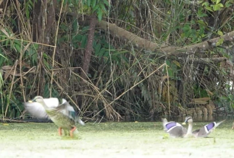 From Ho Chi Minh: Mekong Delta 3-Day Tour with Tra Su Forest - Who will enjoy this route most