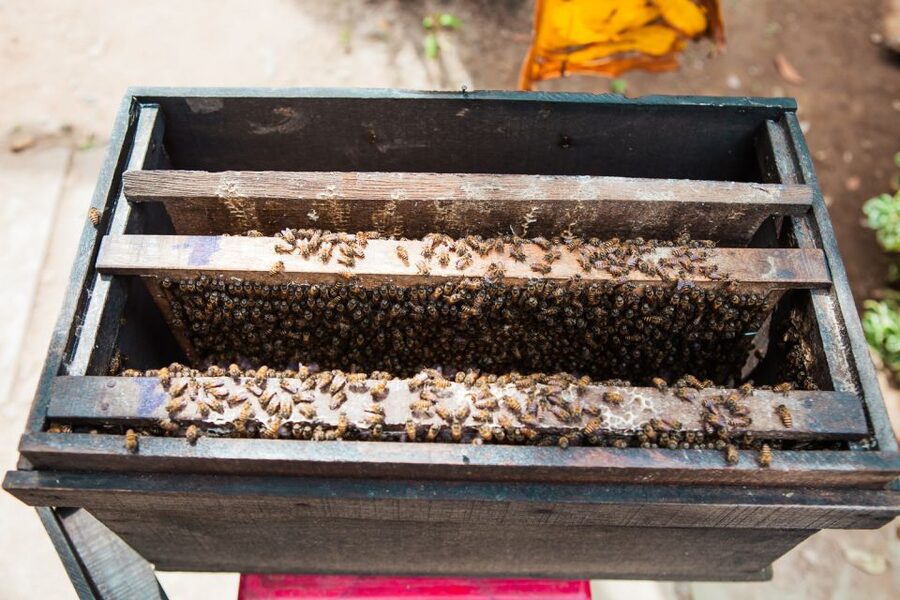 From Ho Chi Minh: Mekong Delta Private Day Tour - A local lunch and the practical value of inclusion