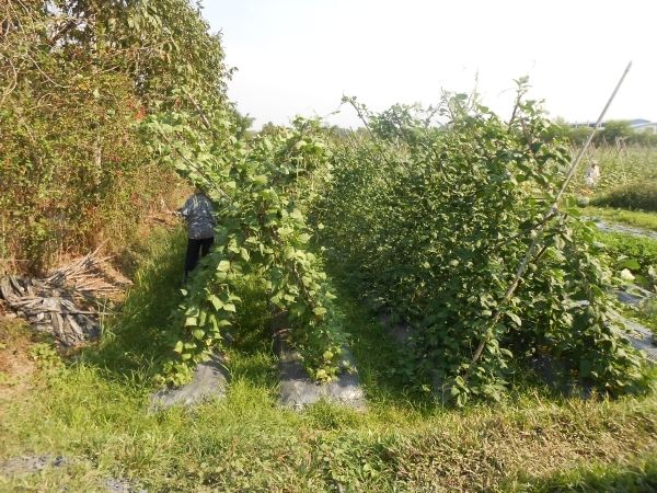 Full-Day Farming & Cooking class at Agricultural Village - Key points to know before booking