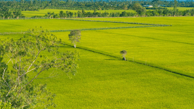 Haft Day from CanTho-LungNgocHoang: Visit Nature Reserved - Birdwatching among wetlands and forest