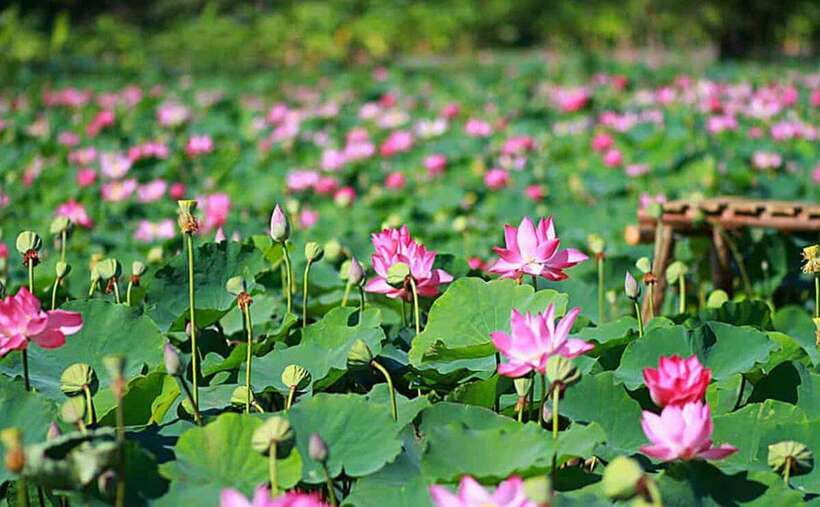 HCM: Authentic Dong Thap Mekong Delta Day Trip & Boat Ride - Why Dong Thap makes a worthwhile day trip