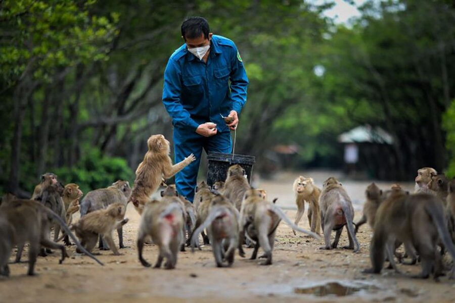 HCM:Can Gio Mangrove Forest Tour-Monkey Island - Crocodile Farm: close views, limited action