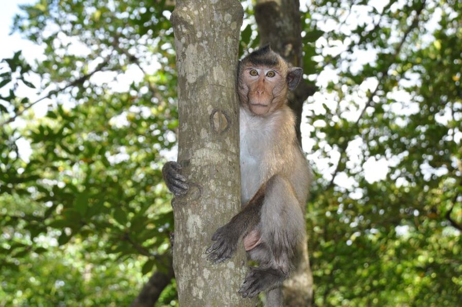 HCM:Can Gio Mangrove Forest Tour-Monkey Island - The forest war base adds meaning