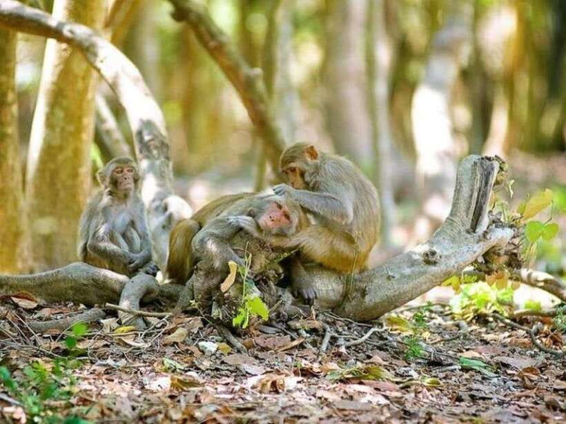 Ho Chi Minh: Can Gio Mangrove and Monkey Island - Crocodiles and an optional dose of risk