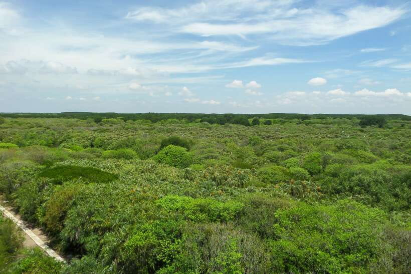 Ho Chi Minh City: Can Gio Eco Escape And Wildlife Discovery - Vam Sat and the bird reserve from May to October