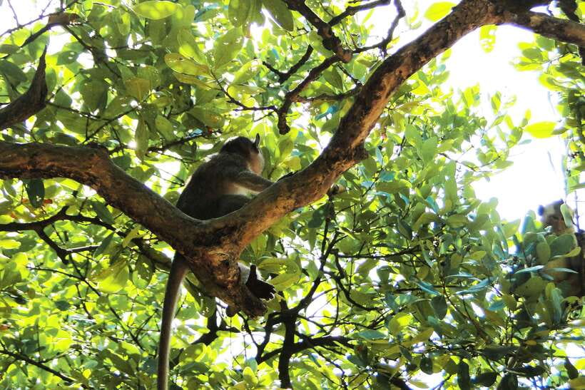 Ho Chi Minh City: Can Gio Eco Escape And Wildlife Discovery - Monkey Island and Can Gio’s wildlife