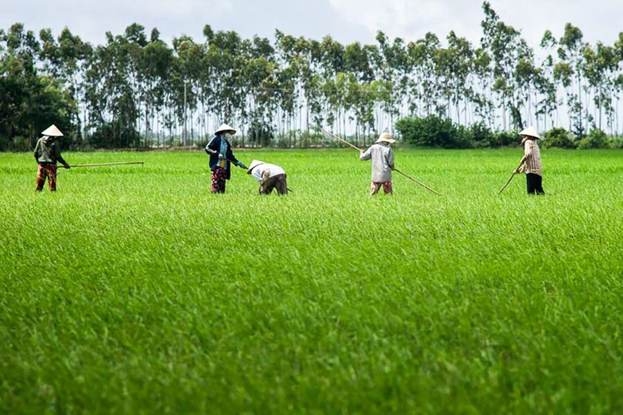 Ho Chi Minh City: Mekong Delta Full-Day Speedboat Tour - A family homestead, fresh coconut, and Mekong whisky