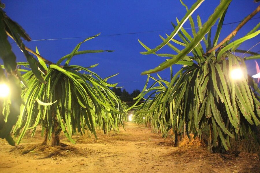 Ho Coc Beach, Nature Reserve & Dragon Fruit Farm Day Tour - Key points at a glance