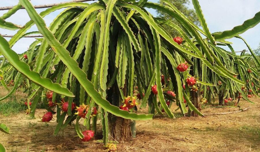Ho Coc Beach, Nature Reserve & Dragon Fruit Farm Day Tour - Leaving Ho Chi Minh City for the green road south