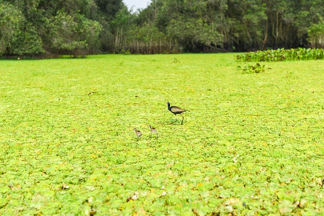 Mekong Delta 3-Day: Saigon to Phnom Penh Gateway - Day 1: Cai Be, coconut canals, and island life