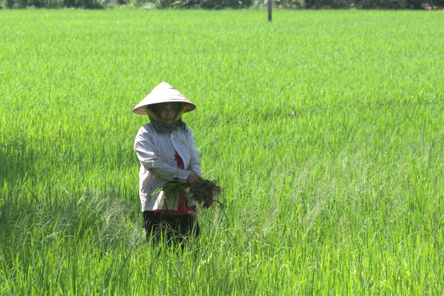 Mekong Delta Private Tour from Ho Chi Minh City - Fruit, honey tea, music, and a look at village life