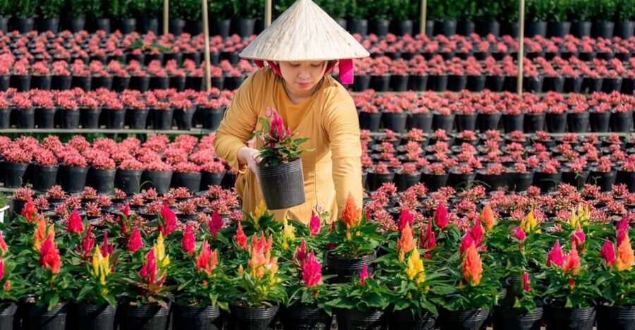 Mekong Delta Tour 2-Day (SaDec – Can Tho - My Tho - Ben Tre) - Sa Dec flower village and Hung Thy