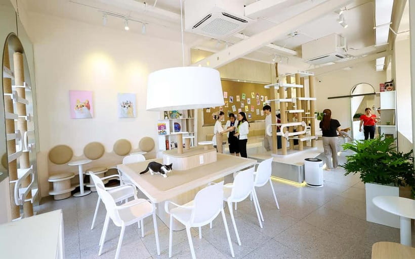 Méo Meo Cat Cafe in Center of Saigon - Three hours with Vietnamese cats and pedigree breeds