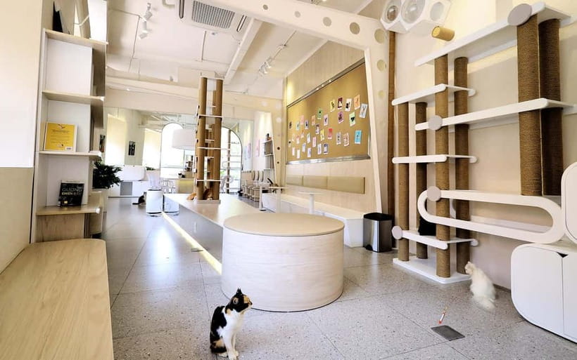 Méo Meo Cat Cafe in Center of Saigon - What the 105k to 115k VND ticket includes