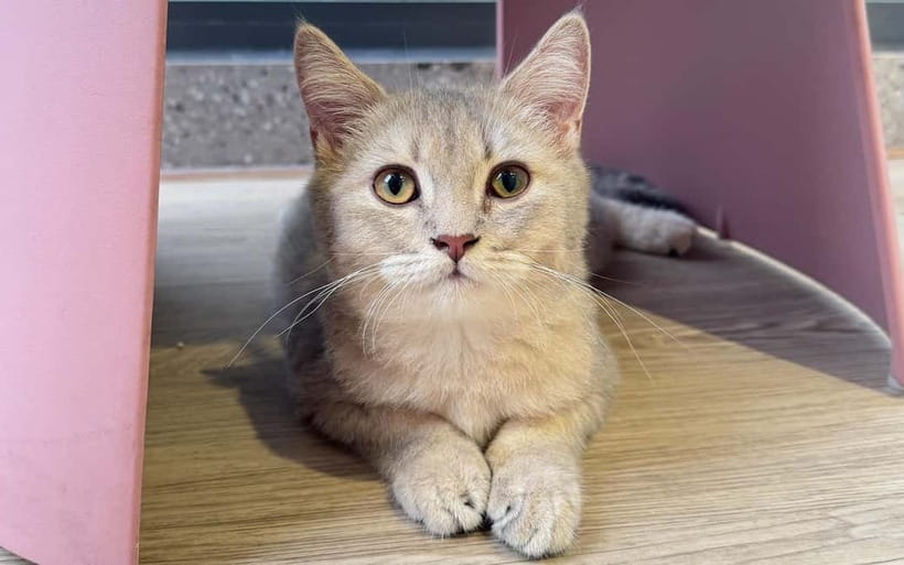 Méo Meo Cat Cafe in Center of Saigon - Should you book Méo Méo Cat Cafe?