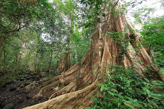 Nam Cat Tien National Park 2-Day Tour with Lodging, Meals.. - From Ho Chi Minh City to Cat Tien’s forest