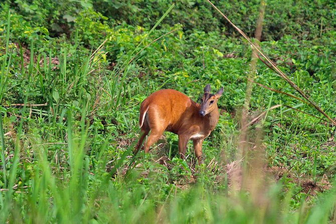 Nam Cat Tien National Park 2-Day Tour with Lodging, Meals.. - Lava tubes and the park’s volcanic past