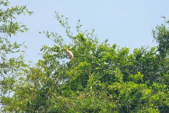Private Full Day Mekong Delta Tour to Dong Thap Muoi Wetlands - Pineapple farming in Thạnh Tan