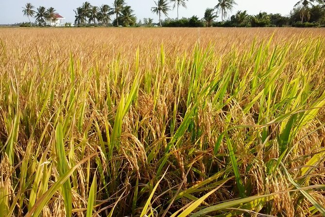 Private Mekong Delta Less Tourist - Coconut Island Tour - Key points before you book