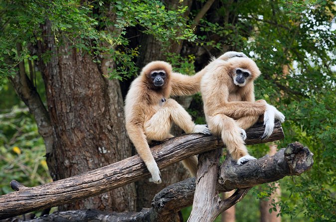 Private Tour: Cu Chi Tunnels and Cao Dai Temple - Who should book this day trip